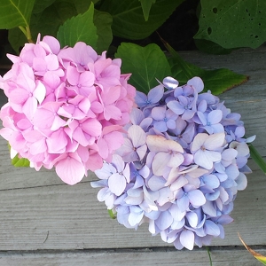 Fundraising Page: Chrissie Lijoi